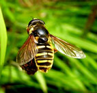 Clwydian Ecology photo of bee