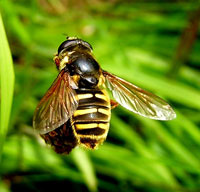 Clwydian Ecology photo of bee