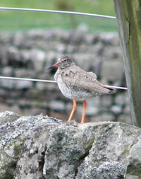 Clwydian Ecology photo of bird