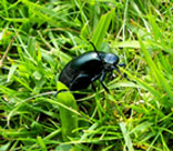 Clwydian Ecology photo of black bug