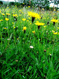 Clwydian Ecology photo of yellow flowers in field