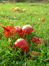 Clwydian Ecology photo of mushrooms in field