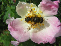 Clwydian Ecology photo of pink flower with bee