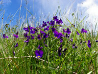Clwydian Ecology photo of flowers in field
